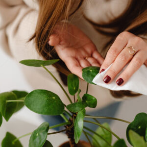 cleaning indoor plant leaves