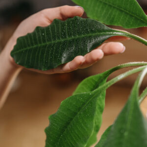 cleaning indoor plant leaves