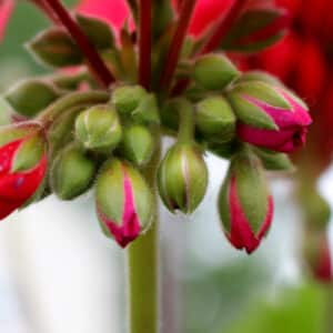 fertilizing annuals for blooms