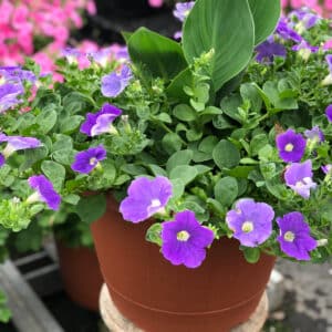 fertilizing annuals for blooms