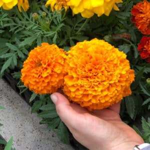 fertilizing annuals for blooms