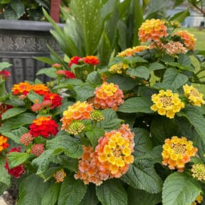 heat loving container annuals