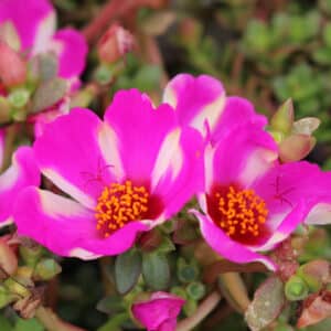 heat loving container annuals