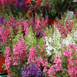 heat loving container annuals