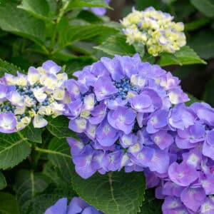 late spring hydrangea care