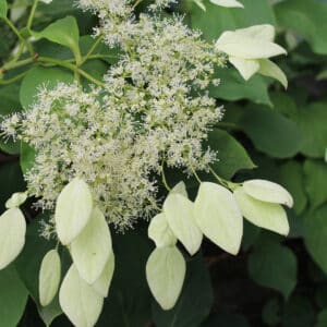 late spring hydrangea care