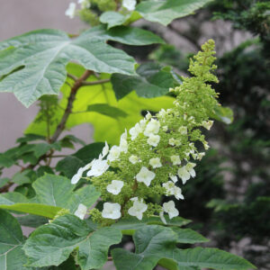 late spring hydrangea care