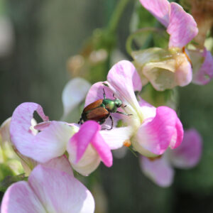 late spring landscape pests
