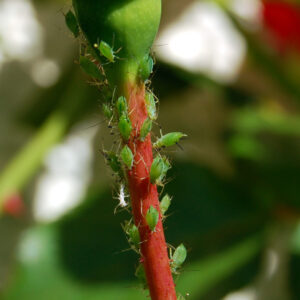 late spring landscape pests
