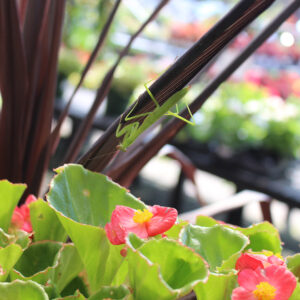 late spring landscape pests