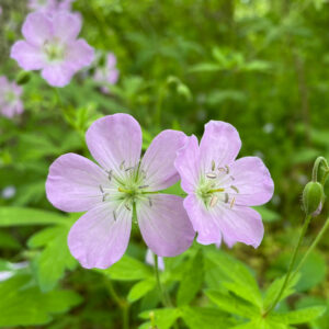 late spring pollinator checklist