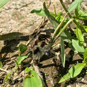 late spring pollinator checklist