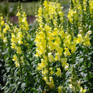 late spring pollinator checklist