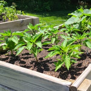 succession planting made simple
