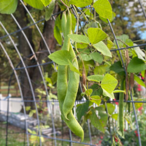 succession planting made simple