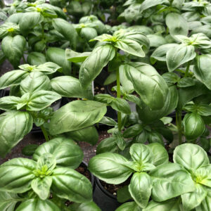 succession planting made simple