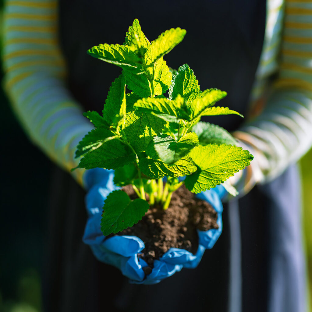 Growing Mint in Your Herb Garden