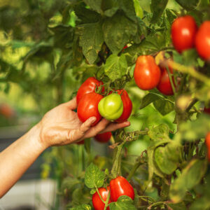 Determinate Versus Indeterminate Tomatoes