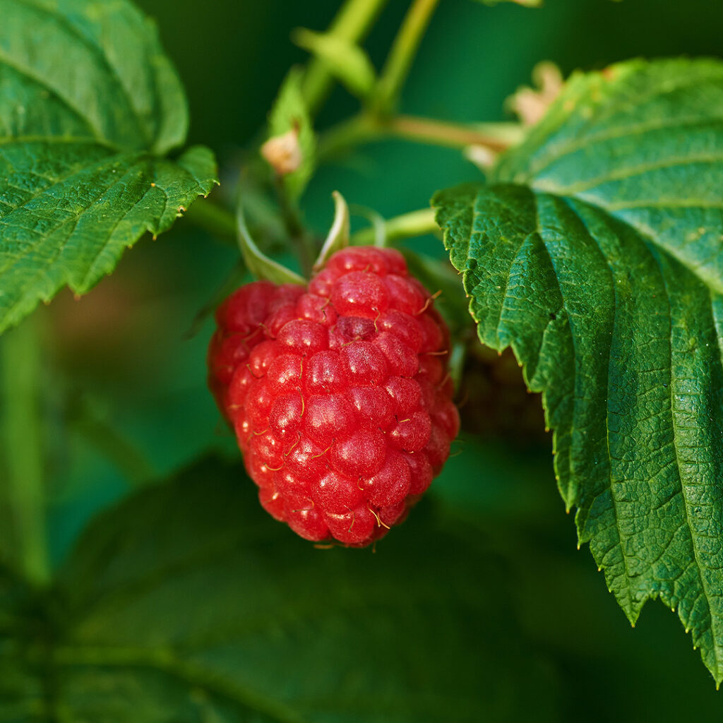 Dwarf Raspberry Shrub