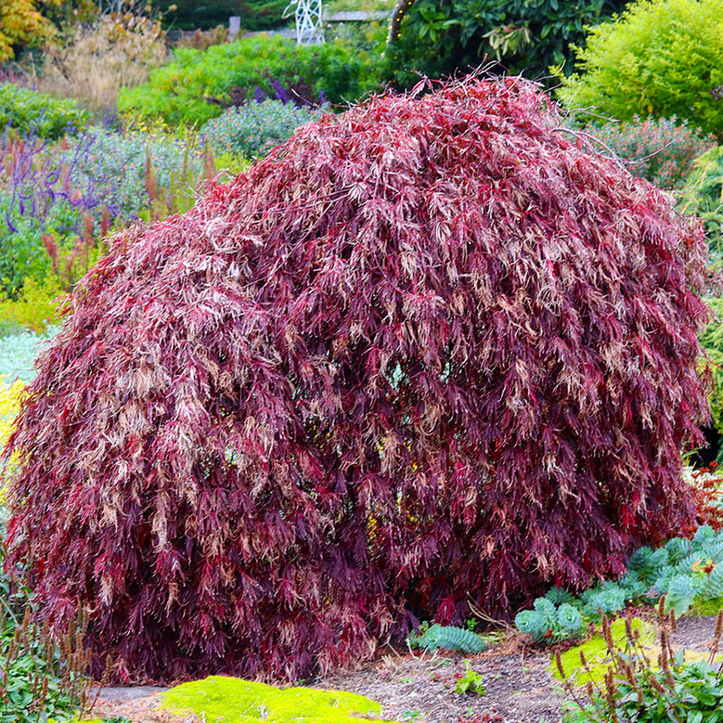 Japanese Maples