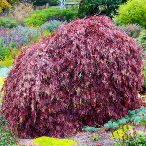 Japanese Maples