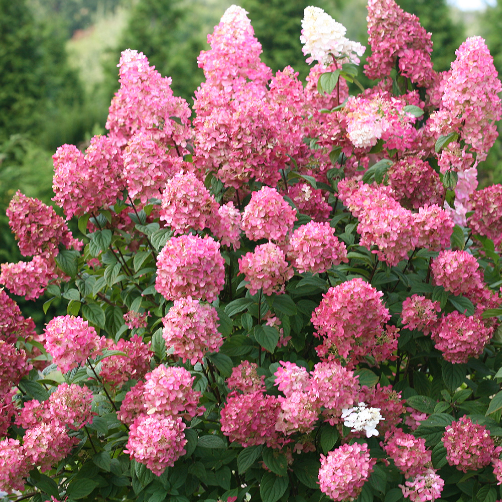 Add Structure, Texture, and Seasonal Interest with Proven Shrub ...