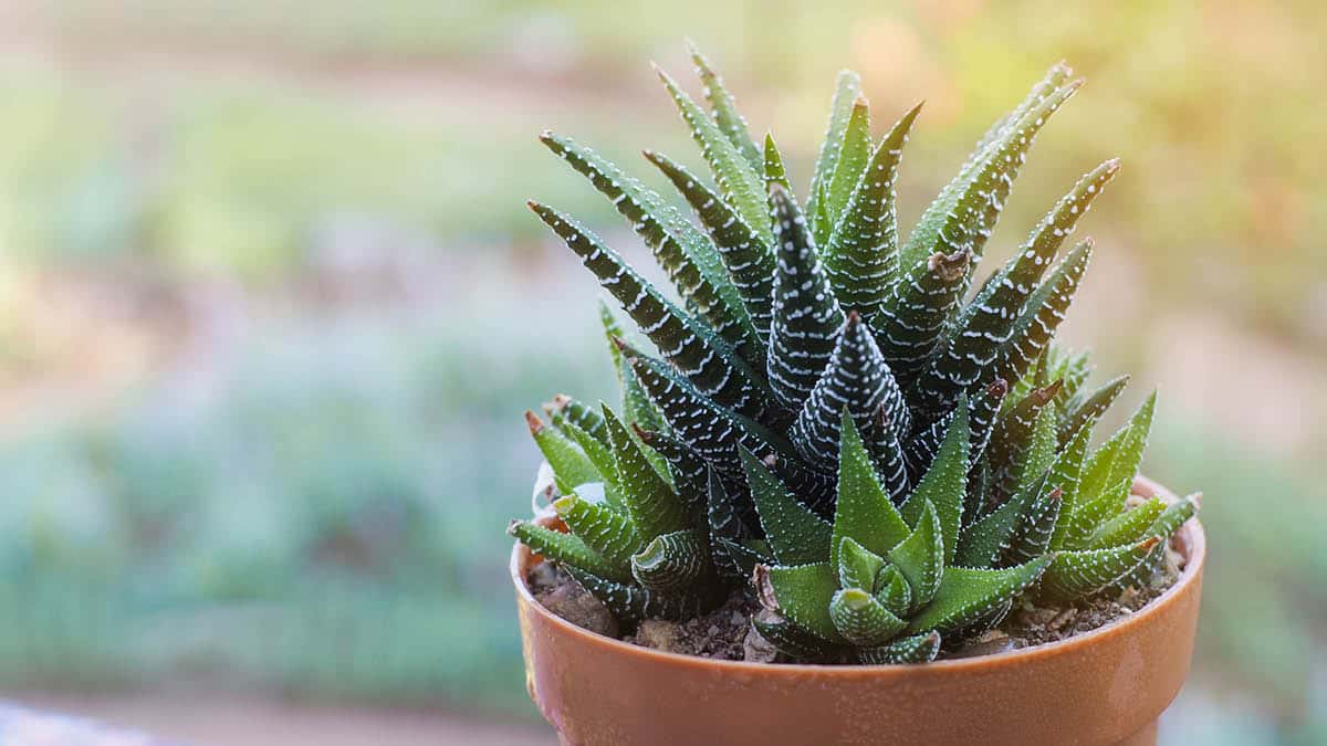 Haworthia