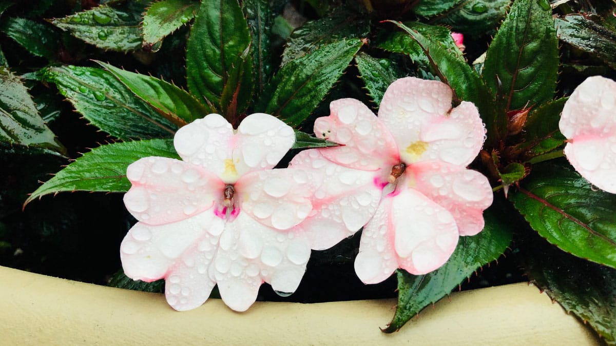 Impatiens