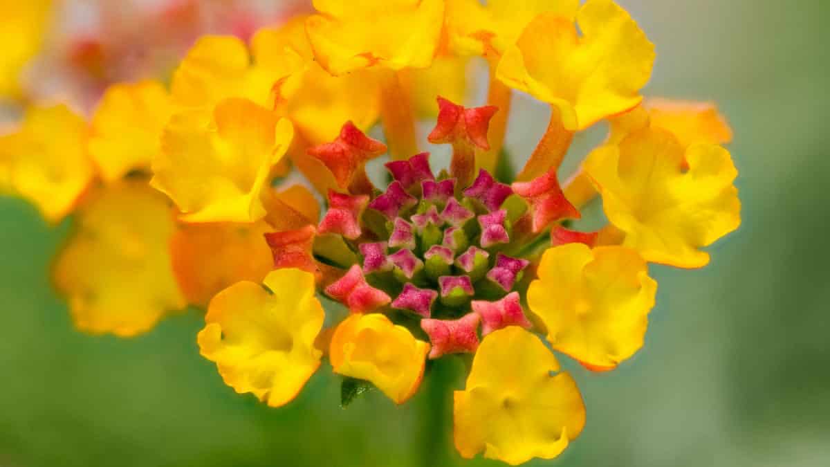 Lantana