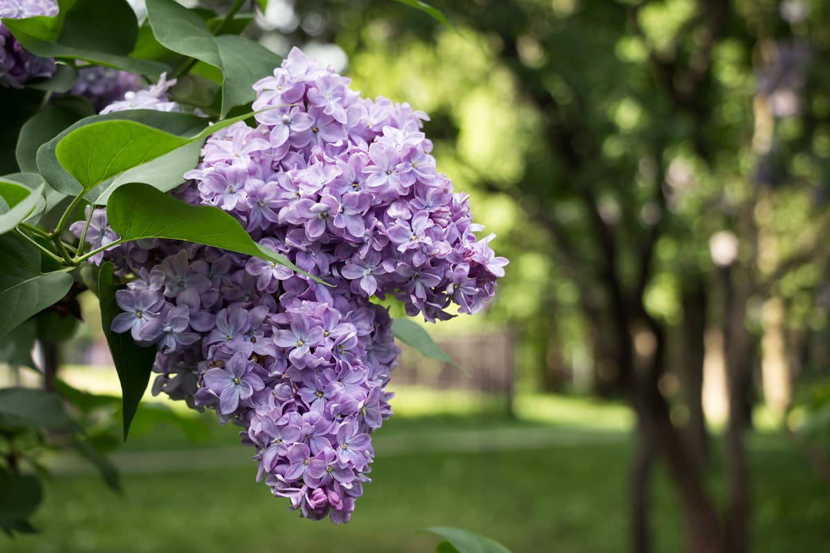 Royal Purple Lilac Flowering Shrub - Highly fragrant, large colorful  blossoms, grows to fit available space. (2 years old, 2-3 foot shrub.)