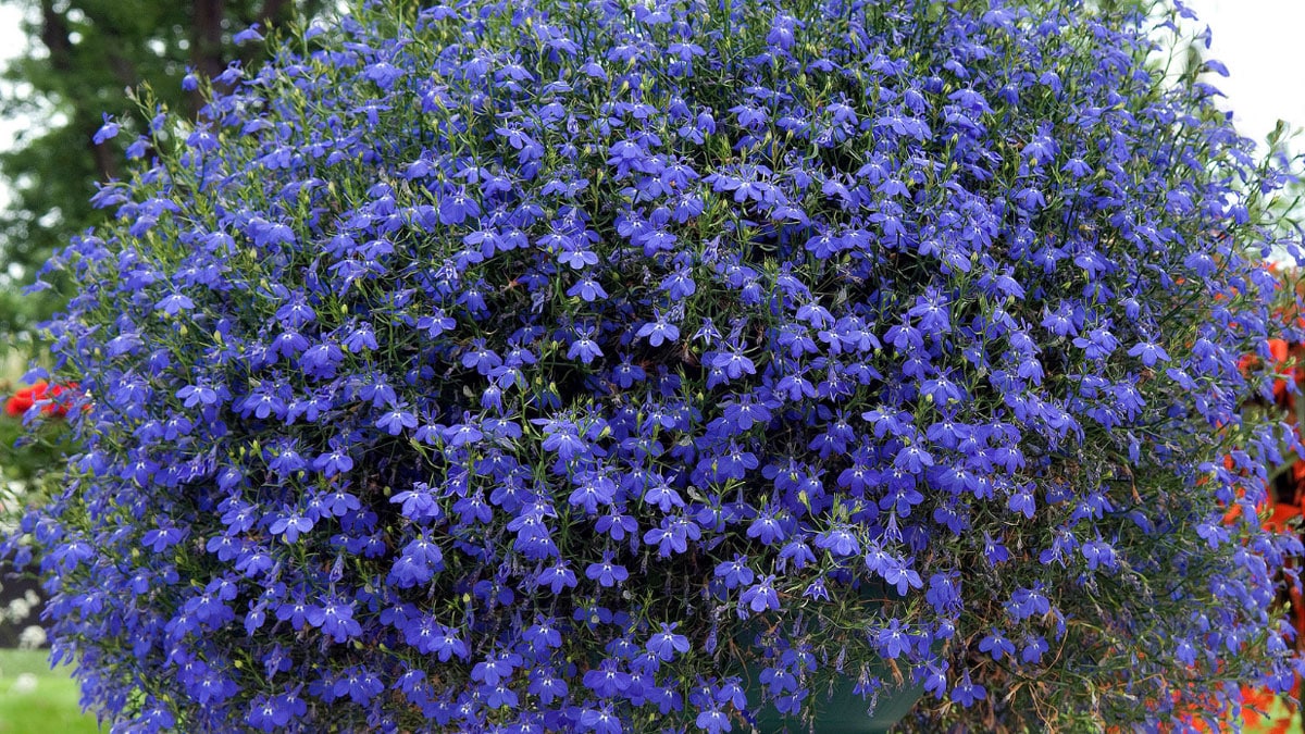 Lobelia