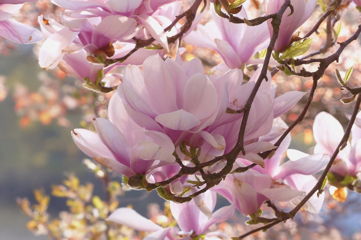 Top 25 Earliest Blooming Spring Flowers, Shrubs & Trees - Gardening Tips