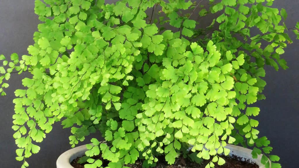 Maidenhair Fern