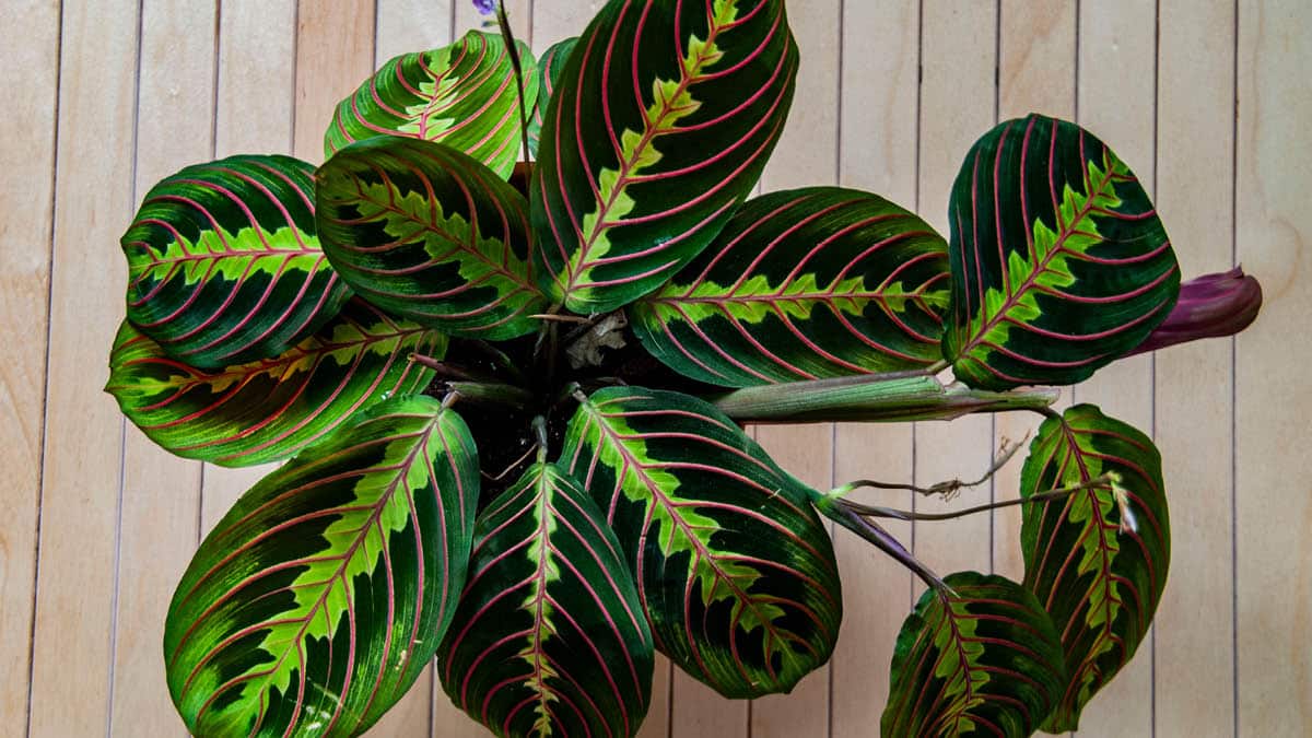 Maranta