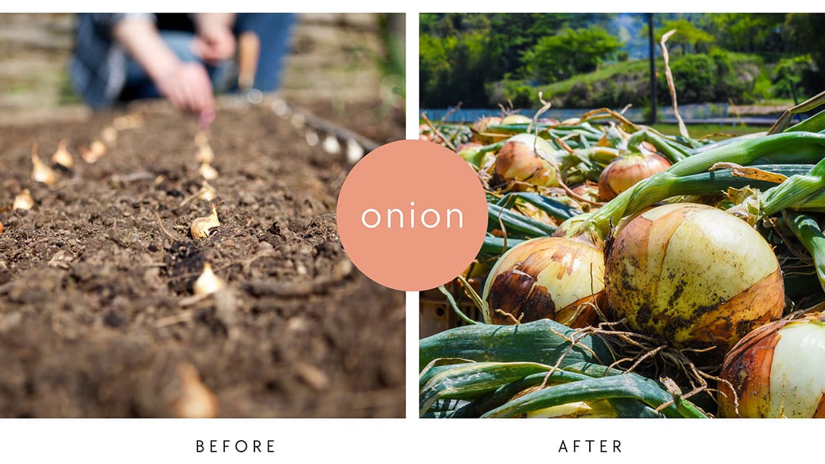 Onion Before After