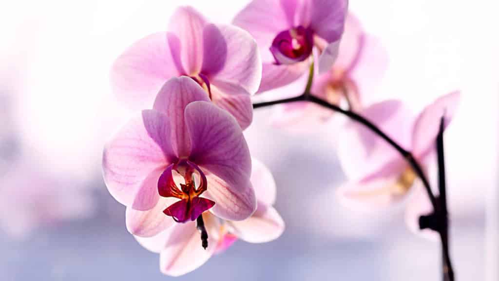 Orchids