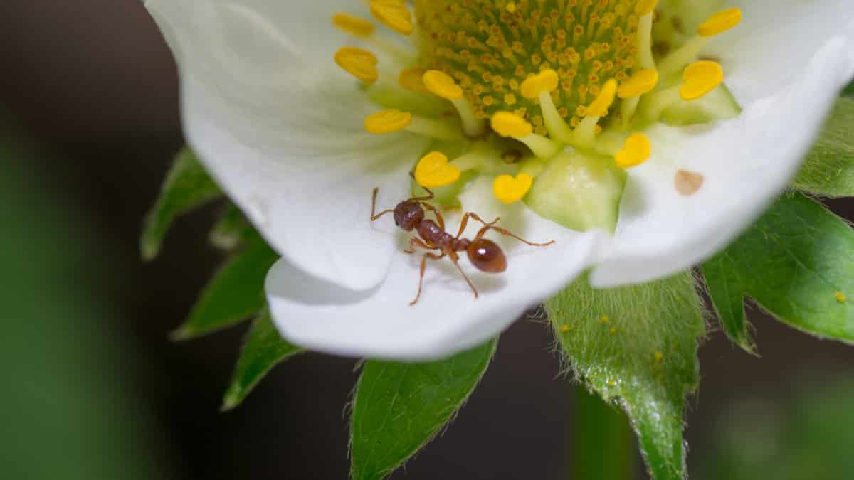 Other Ohio Pollinators