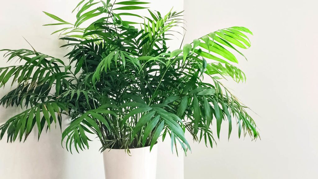 Parlor Palm