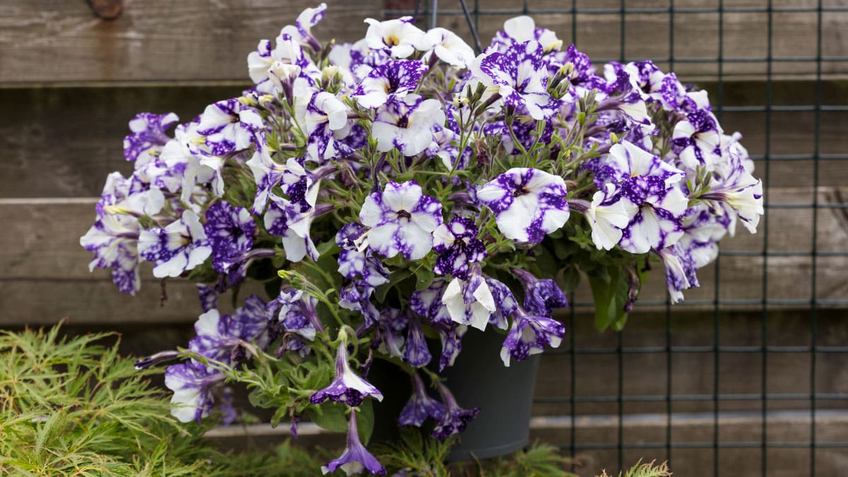 Petunias