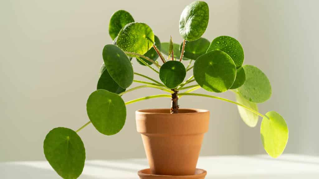 Pilea