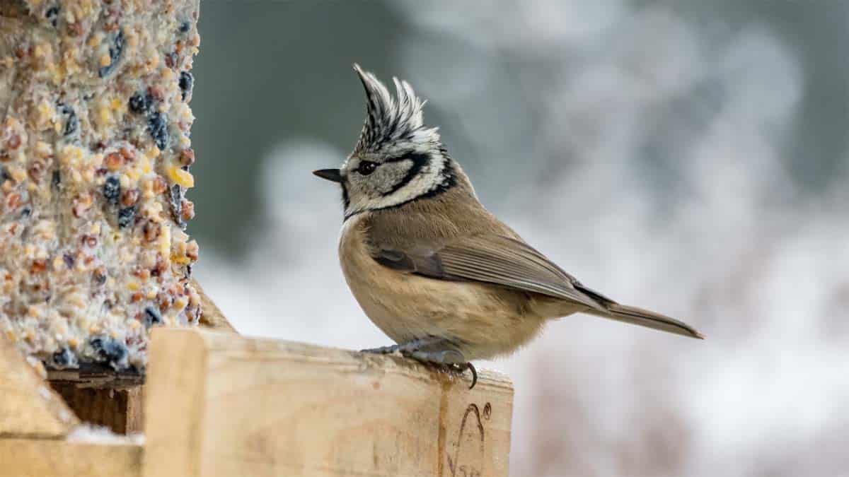 Sunflower seeds as winter feed for wild birds