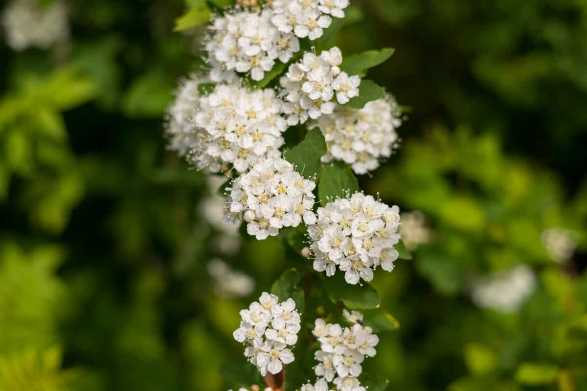 Serviceberry