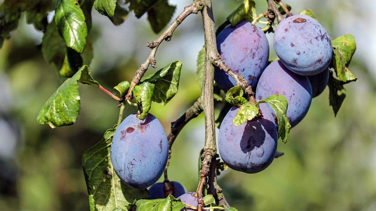 Shop our favorite Ohio-hardy fruit varieties in-store this spring