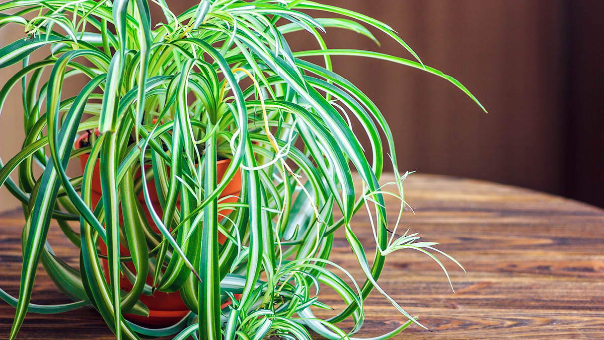 Spider Plant