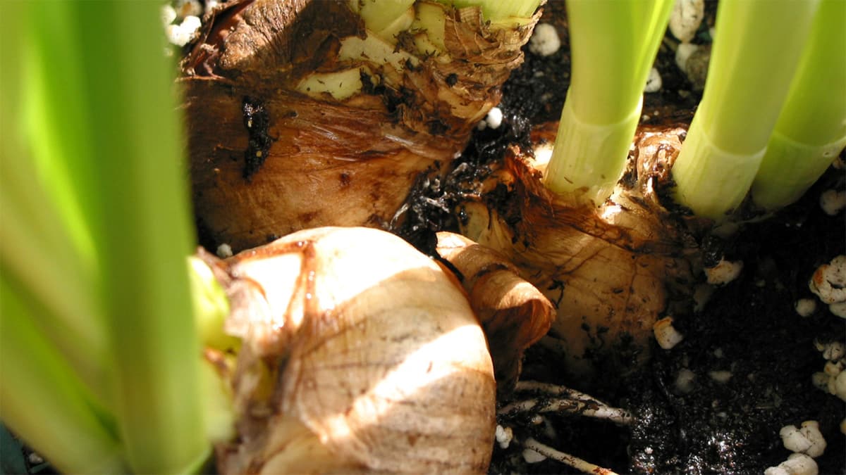 Spring Bulbs