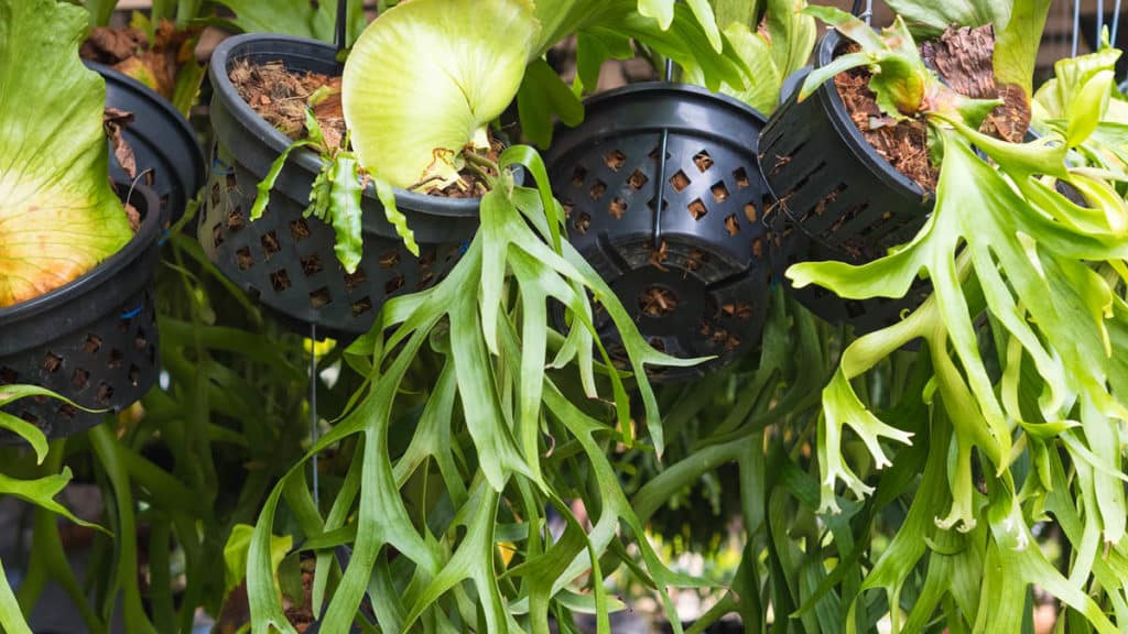 Staghorn Ferns