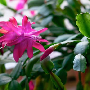 Christmas Cactus