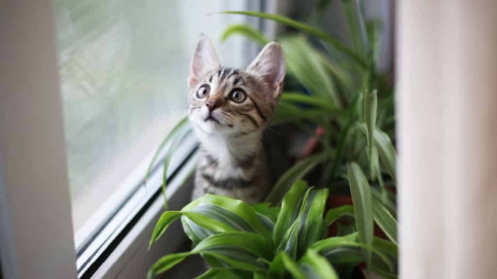 Strader's Favorite Indoor Plants Safe for Cats