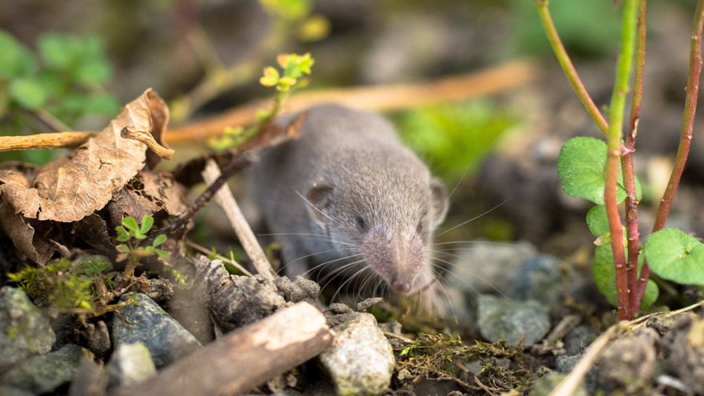 Holey Moley Shrew Or Vole Straders Garden Centers