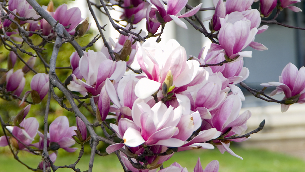 Choosing the Right Flowering Tree | Strader's Garden Centers